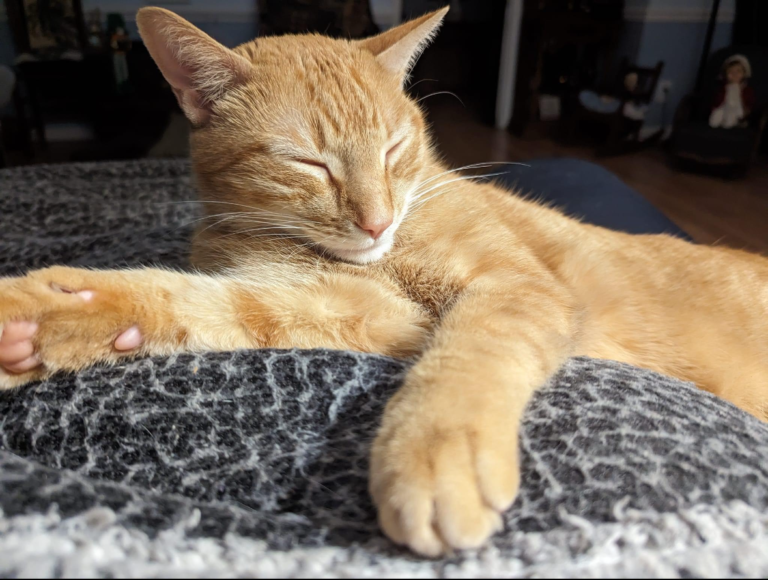 Pet Sitting in Durham NC Dog Walking Paula's Pawsome Pets