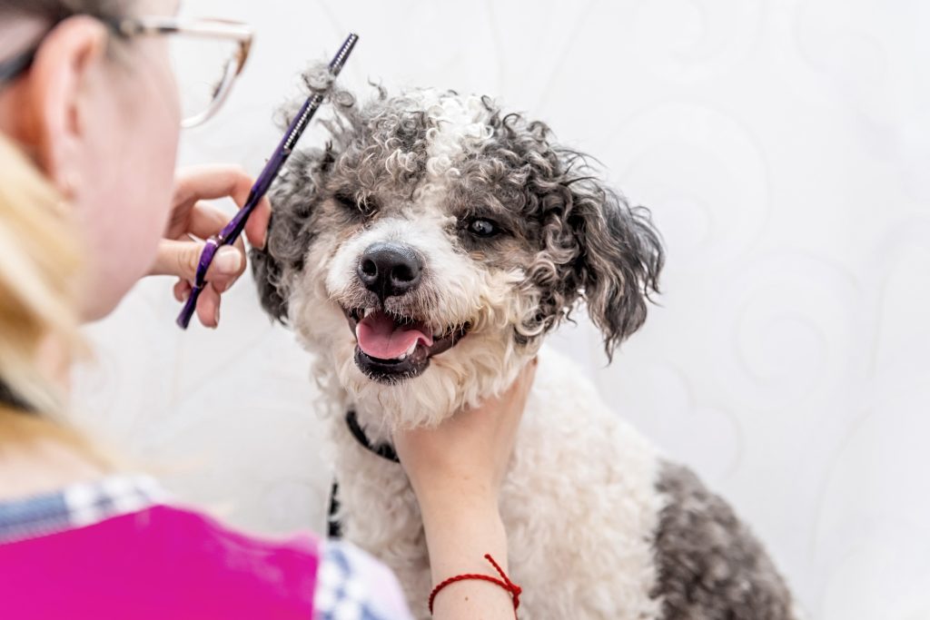 Cute mixed breed dog at the groomers